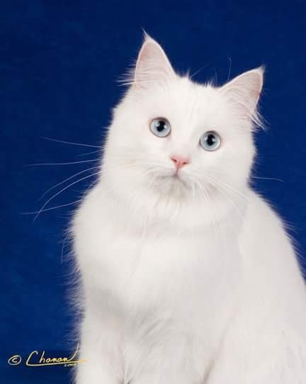 RW SGM Percephone Superstar of Dramatails