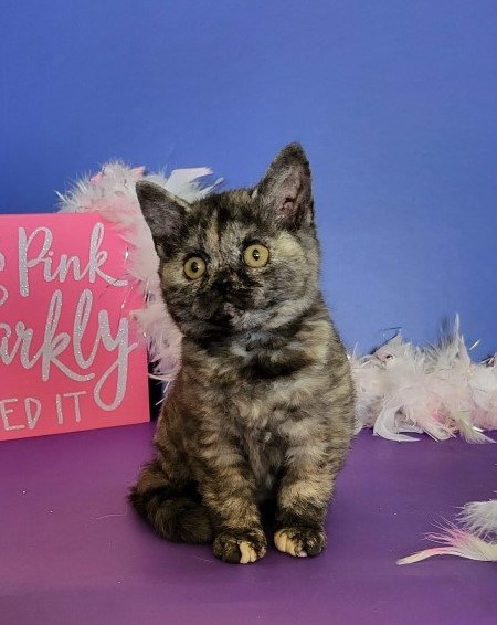 Dramatails California Dreamer