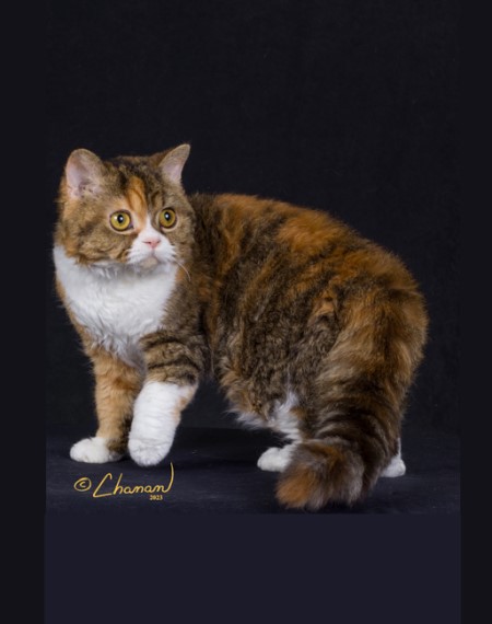 RW Dramatails Alice in Wonderland