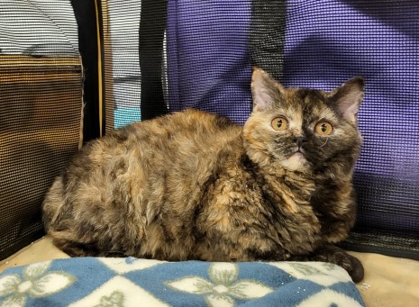 RW Dramatails FuNkY MOnkEy