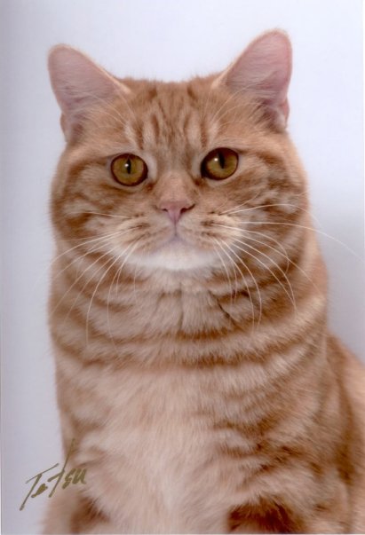 IW BW SGCA Kabelkim Seamus Ruidh of Dramatails