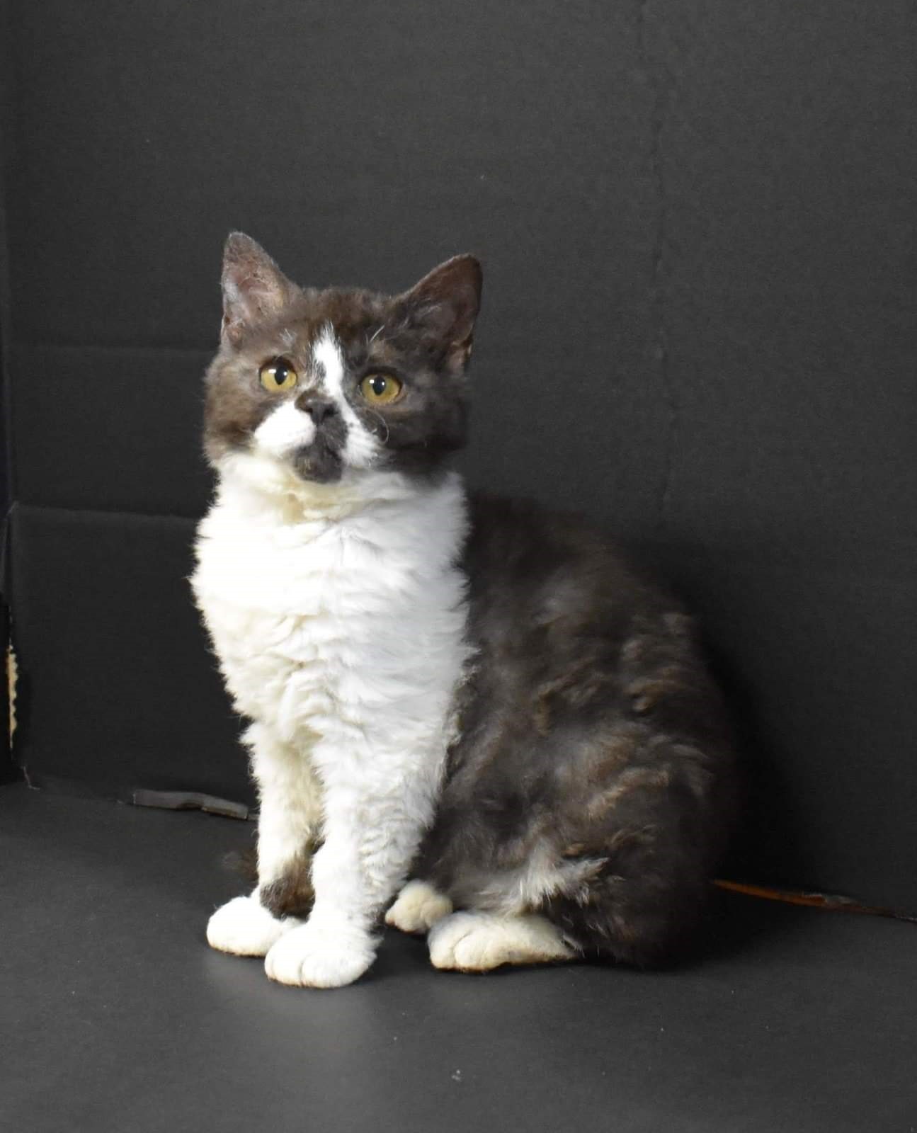 Dramatails Shawshank Redemption