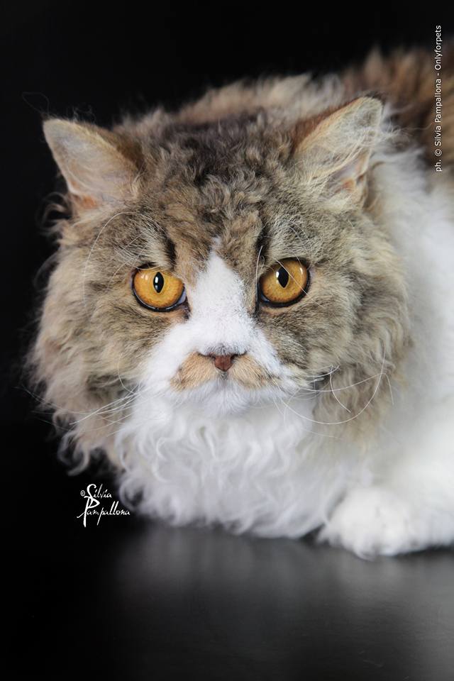 RW BW SGC Dramatails Secret of Boucles