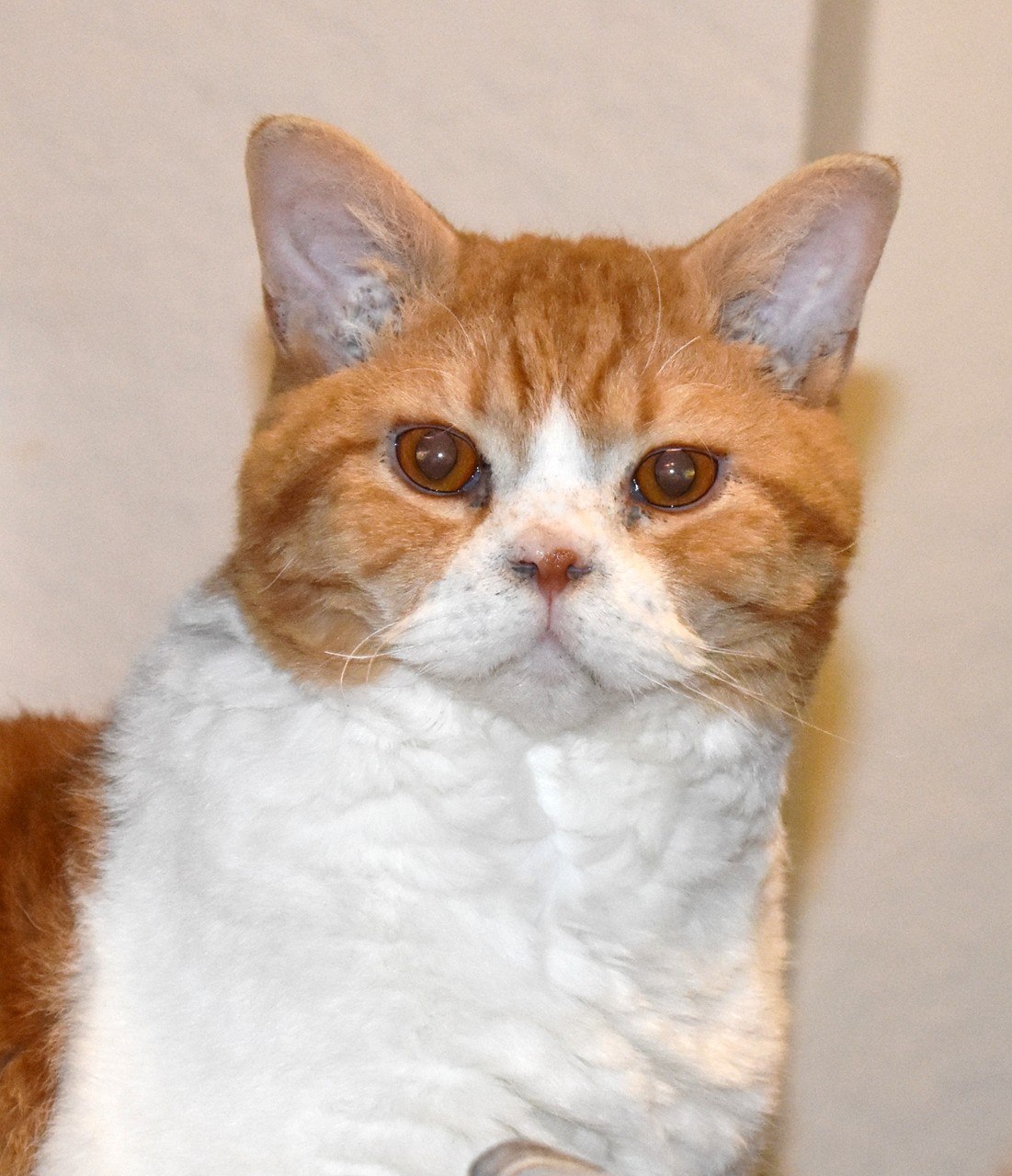 RW QGCA Dramatails Curious George