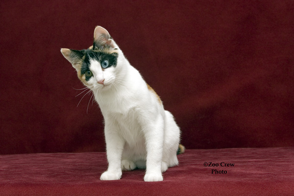 RW Fruity Pebbles of Dramatails