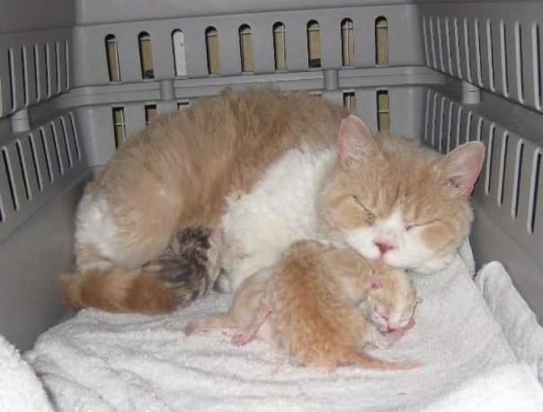 Kitti Kat Pixie of Dramatails